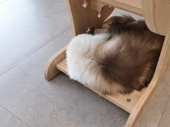 -飞行喵MR PILOT|猫舍·猫咖(静安大融城店)