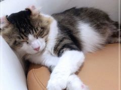 -1013 PET SHOP精品宠物商店(丁香店)
