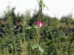 -北京东方普罗旺斯薰衣草庄园