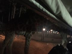 -清迈夜间动物园