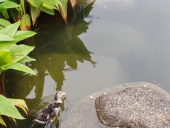 -四海公园(南山区)