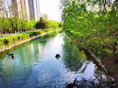 -长白岛森林公园