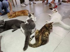 -Heymao猫咖.咖啡厅(东门店)
