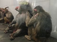 -西安秦岭野生动物园