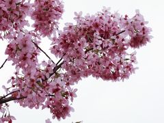 -顾村公园