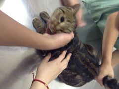 爱侣宠物医院(灵石路总店)-爱侣宠医·鹦鹉专科·小型哺乳类·异宠专科(灵石路店)