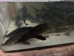 鲟鱼-姚记抚仙湖石锅鱼庄