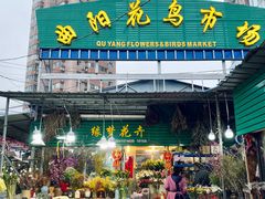 -曲阳花鸟市场(曲阳路店)