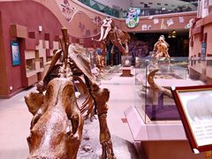 -陕西自然博物馆