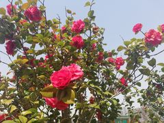 -白塘生态植物园