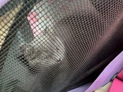 -瑞派宠物医院·24h·骨外科·皮肤科·全科宠物医疗转诊中心(沈阳浑南院)