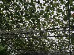 -白鹿原葡萄主题公园