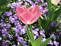 -玄武湖景区-情侣园游乐场