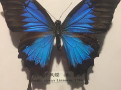 -吉林省自然博物馆