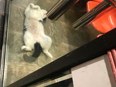 -猫咪博物馆(顶澳仔猫街店)