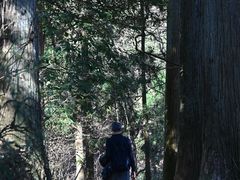 -天目山大树王景区