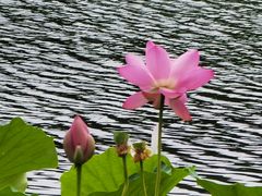 -莲花池公园