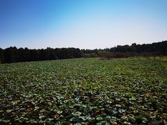 -上海海湾国家森林公园