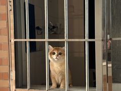 -宠物星动物医院·眼科·异宠·猫科(江南大道总院)