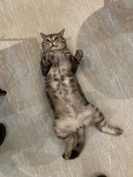 -幸运7纹身刺青Lucky7tattoo