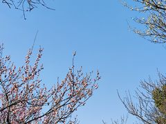 -无锡梅园公园