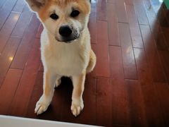 -喜柴咖啡·柴犬狗咖
