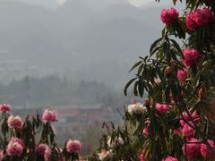 -贵州百里杜鹃风景名胜区