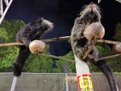 -清迈夜间动物园