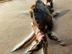 -秦皇国际大酒店·自助餐