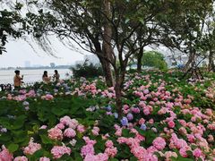-金银湖国家城市湿地公园