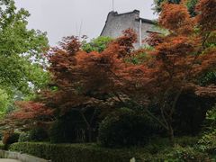 -伯先公园