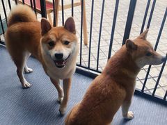 -柴源莊·柴小宠柴犬咖啡