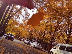 -三里屯东五街银杏大道