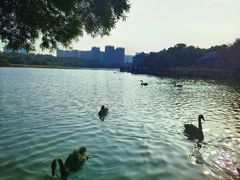 -五缘湾湿地公园