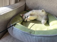 -东方名猫馆·英短金渐层布偶猫舍(环线广场1号楼店)