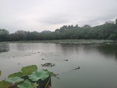 -西湖游船