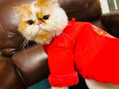 -老吴的猫·猫舍(新区店)