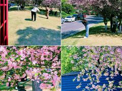 -铁山坪森林公园