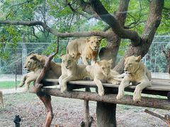 -上海野生动物园