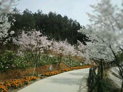 -绵阳盛世樱花悠乐谷