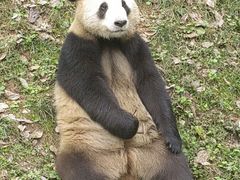 -都江堰中华大熊猫苑