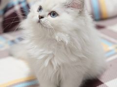 -喵zoo家庭繁育猫舍(尖东智能花园店)