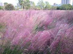 -艾溪湖湿地公园