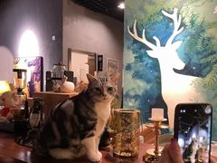 -咖法森林·咖啡  酒吧(天河店)