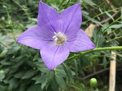 -四川大学(华西校区)