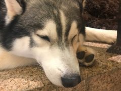 -more than meow吴止猫主题餐厅(承德 中船汇店)