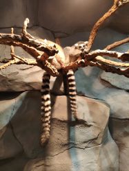 -Zoolung Zoolung动物主题公园(海信广场店)