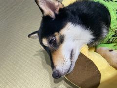 -逗柴咖啡屋·狗咖猫咖宠物桌游