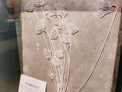 -大连自然博物馆·地球展厅
