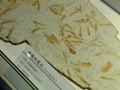 -中国第四纪冰川遗迹陈列馆